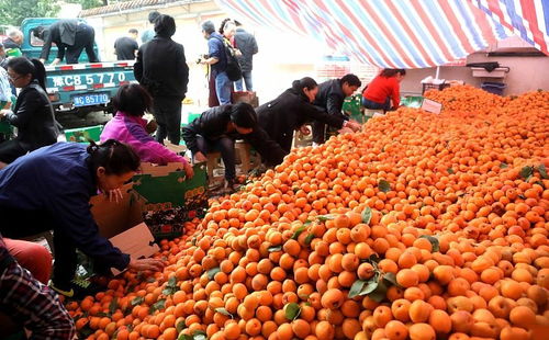 農產品滯銷補貼政策解讀 最高34萬，您能領多少？